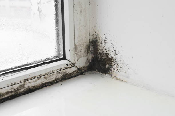 The damp and mold in the wall next to window Call in the Professionals or Do It Yourself
