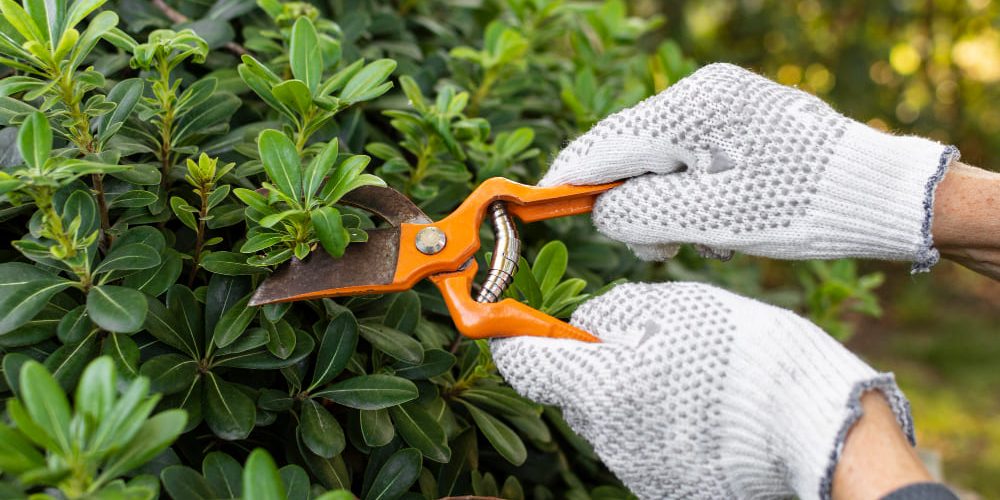 Shrub Care Tips to Beautify Your Yard Shrub Care Tips to Beautify Your Yard